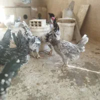 تخم مرغ نطفه دار گلین طوسی چهل تاج فول ریشی|حیوانات مزرعه|اصفهان, کارلادان|دیوار