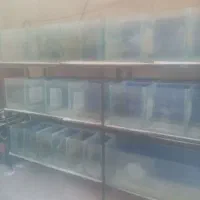 لوارزم آکواریوم|ماهی|فیروزآباد (فارس), |دیوار