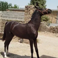 کره اسب