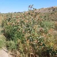 باغ  پسته 7هکتار