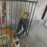 دو عدد عروس هلندی نر|پرنده|مشهد, الهیه|دیوار