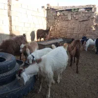 6راس بز زائیده جوان وپرشیر فروشی|حیوانات مزرعه|نیمبلوک, |دیوار