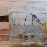 یک جفت عروس هلندی بالغ و کارداده|پرنده|فردوس (خراسان), |دیوار