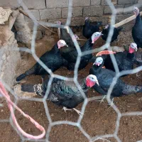 بقلمون نر ۱۰ عدد