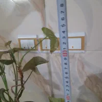 دو عدد گل طبیعی زیبا|گل و گیاه طبیعی|زنجان, |دیوار