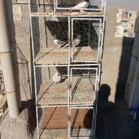 قفس پرنده کبوتر|لوازم جانبی حیوانات|ابریشم, |دیوار