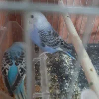 جوجه مرغ عشق