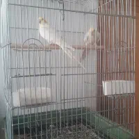 جفت عروس هلندی کینگ سایز|پرنده|خرمدره, |دیوار