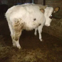 گوساله سیمینتال گوشتی|حیوانات مزرعه|باسمنج, |دیوار