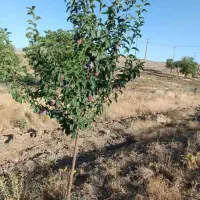 فروش-باغچه-725-متری
