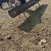 کهره نر درجه یک
