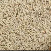 خریدار جو محلی و بومی جو‌ دامی