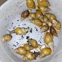 فروش تعداد زیادی حلزون طبی|خزنده|اردبیل, |دیوار