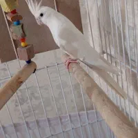 عروس هلندی نر و ماده|پرنده|اسلامشهر, شهرک مهدیه|دیوار