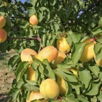 قیصی