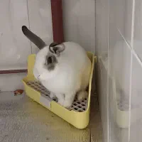 خرگوش باهوش