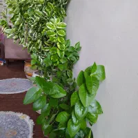 گل‌ طبیعی|گل و گیاه طبیعی|فلاورجان, |دیوار