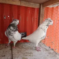 کفتر ناب کاشان