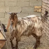 بز  نر پاکستانی