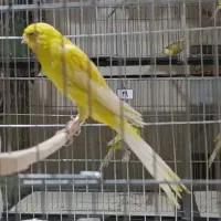 آموزش و فروش قناری