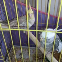 عروس هلندی رام با تخم و جوجه|پرنده|کرمان, |دیوار