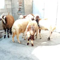 گوسفند و بز|حیوانات مزرعه|کنگاور, |دیوار