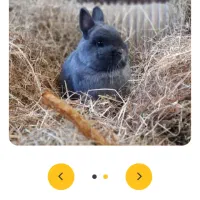 حدود 10 عدد بچه خرگوش|موش و خرگوش|نیشابور, باغ نو|دیوار