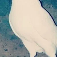 کبوترفروشی سروان