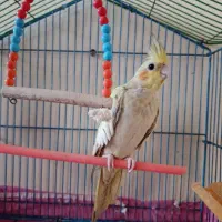 عروس هلندی