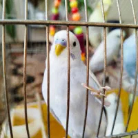 مرغ عشق نر آماده و درشت|پرنده|جوانرود, |دیوار