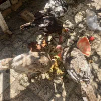 بوقلمون چهار ماهه