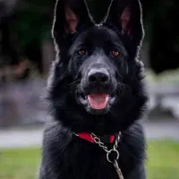 سگهای متخصص بلک ژرمن