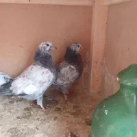 فروش جوجه های ساعت سنگین|پرنده|محمدشهر, شهرک پیام (مهرالبرز)|دیوار