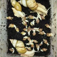 حلزون|خزنده|قم, نوقطار|دیوار