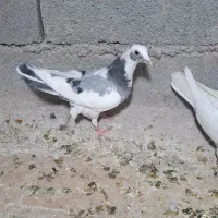 کبوتر|پرنده|گلبهار, شهر جدید گلبهار|دیوار
