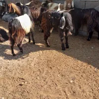 چپشت وبز|حیوانات مزرعه|میناب, |دیوار