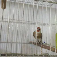 سهره نرو ماده مست|پرنده|سنندج, |دیوار