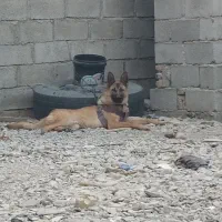 سگ ژرمن شپرد مالینیوز|سگ|سراوان, |دیوار
