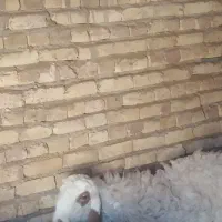 میش|حیوانات مزرعه|یزد, |دیوار