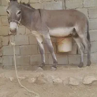 خر نر مادیون رو خوش رنگ متن را بخوانید بعد زنگ بزن