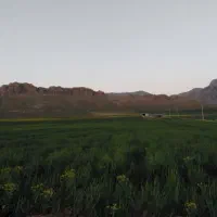 فروش ۲ هکتار زمین گلخانه بلداجی