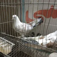 کبوتر تهرانی