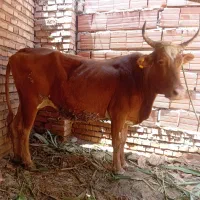 یک راس گاو چاق وسه ماه آبستن تضمینی