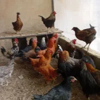 جوجه مرغ و خروس