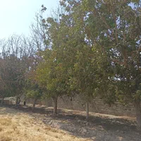 گردو سبز روی درخت
