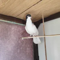 طوقی و سیدی|پرنده|فولادشهر, مسکن مهر فولادشهر|دیوار