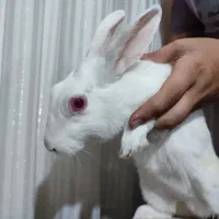 خرگوش سفید خوشگل و باربگوش|موش و خرگوش|قم, انصار‌الحسین|دیوار