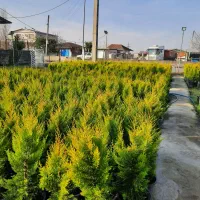 لاوسون سطل ۱۲|گل و گیاه طبیعی|قائم‌شهر, |دیوار