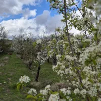 باغ گیلاس جاده بوژان