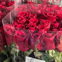 گل رز هلندی بازارقیمت عمده مدارس ادارات آنلاین شاپ|گل و گیاه طبیعی|تهران, بازار|دیوار